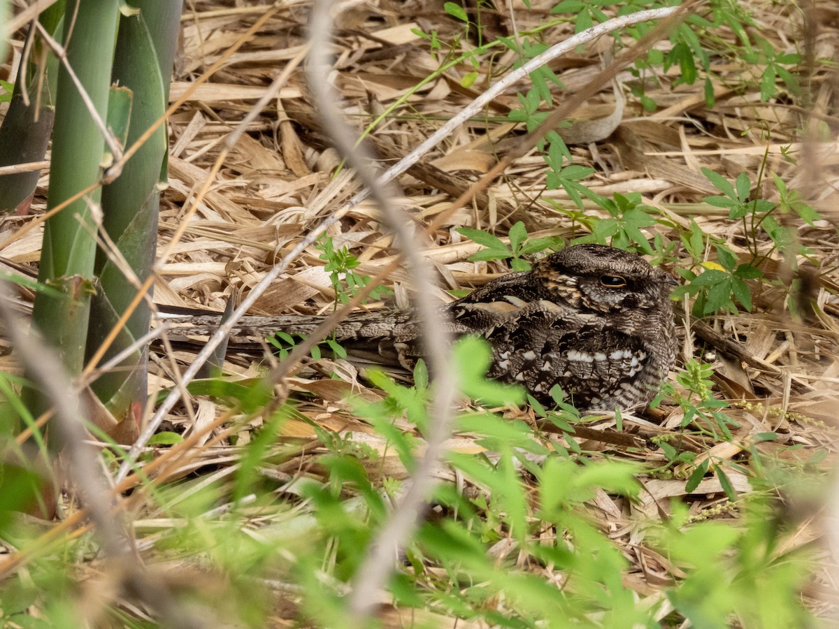 ハサミヨタカ - ML646542271