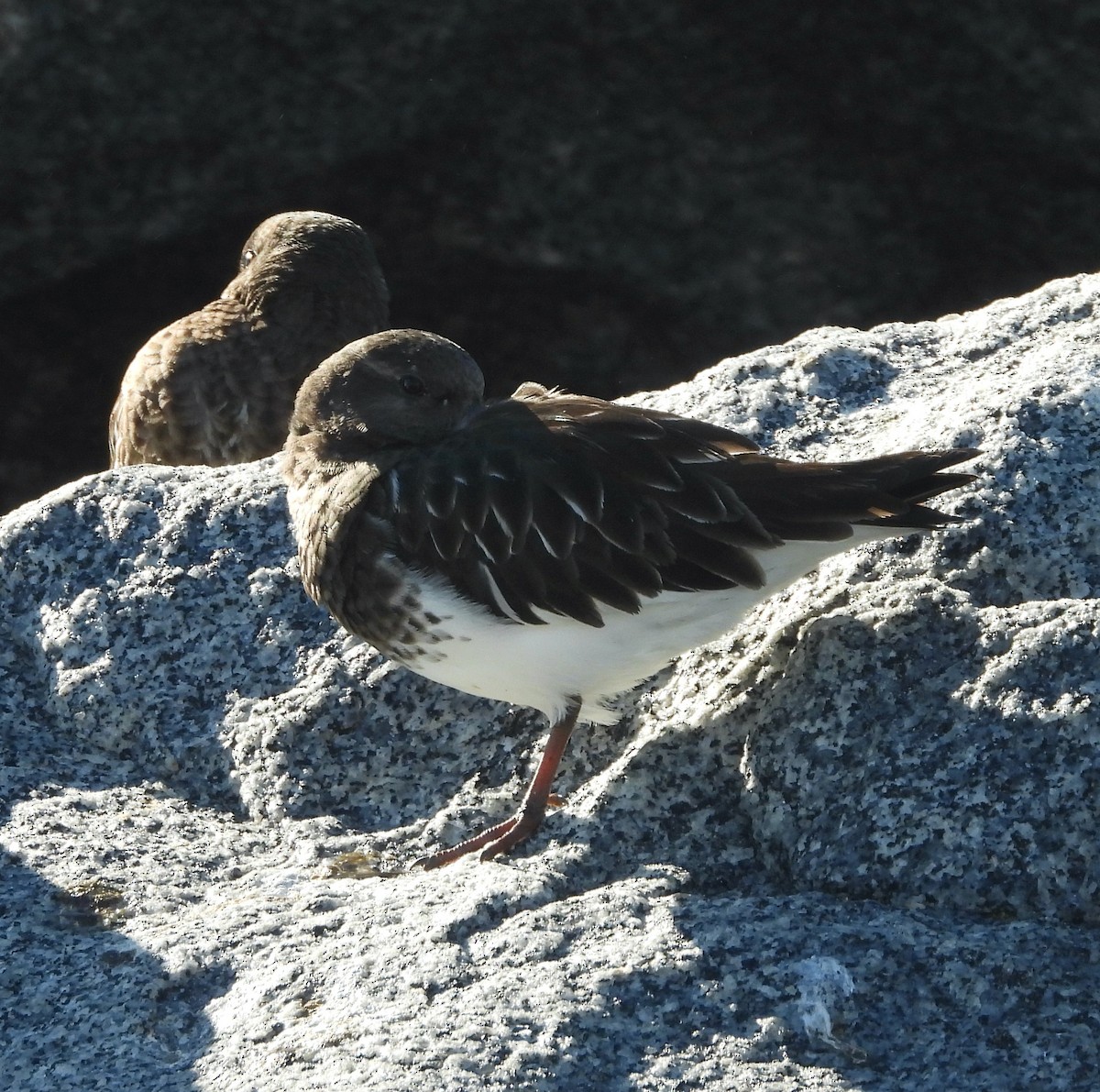 クロキョウジョシギ - ML646542273