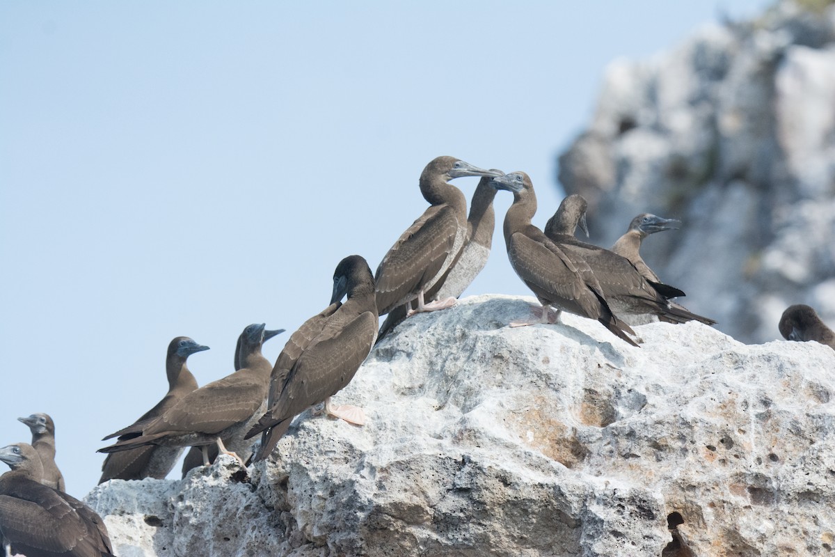 Cocos Booby - ML646542274