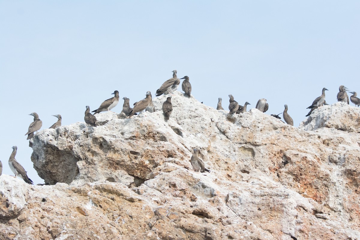 Cocos Booby - ML646542275