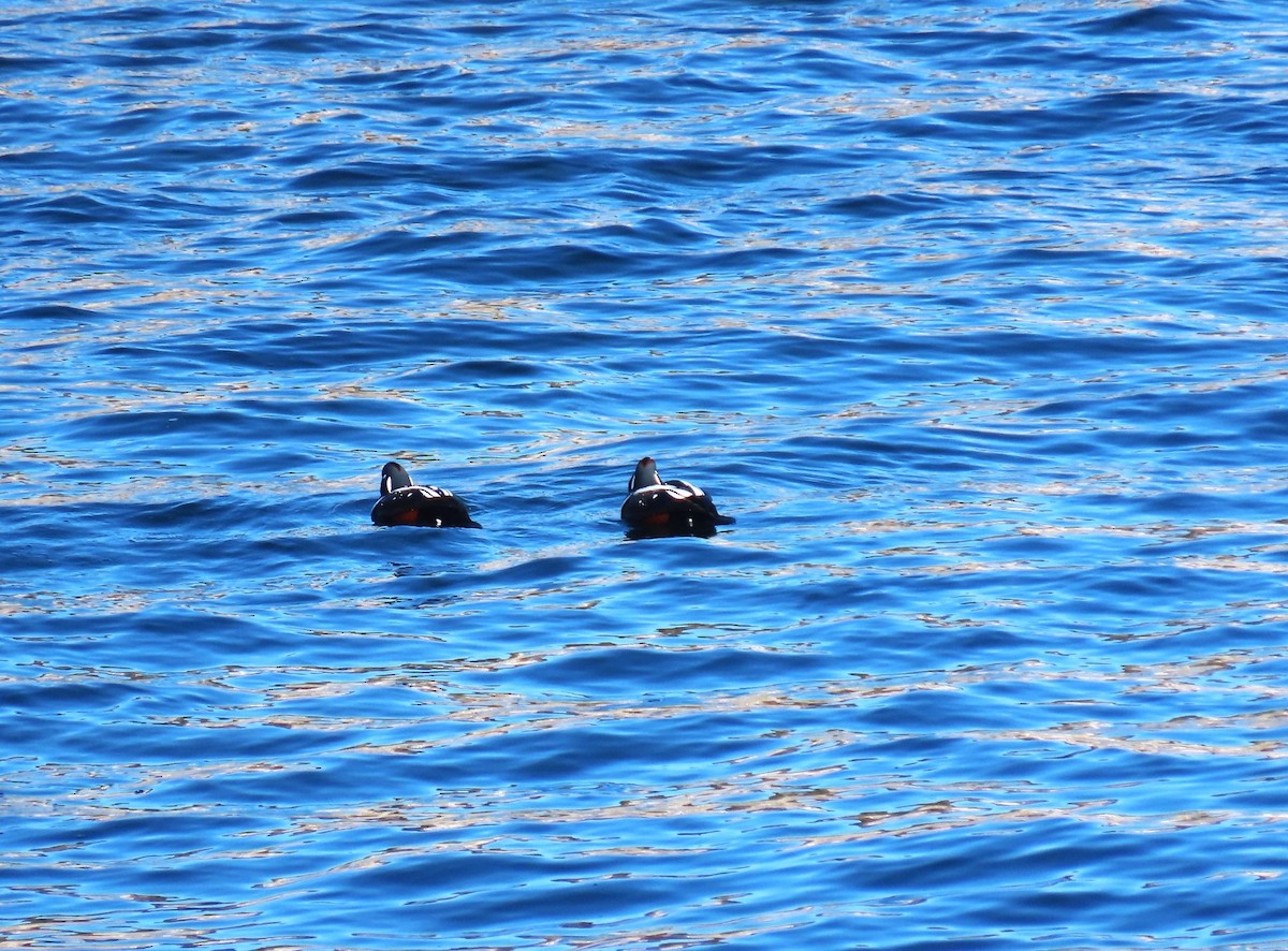 Harlequin Duck - ML646542277