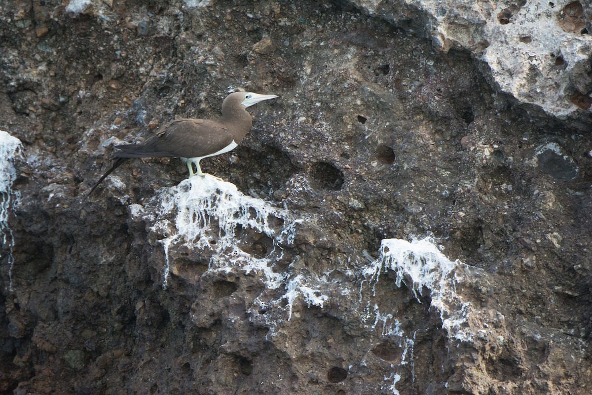 Cocos Booby - ML646542278