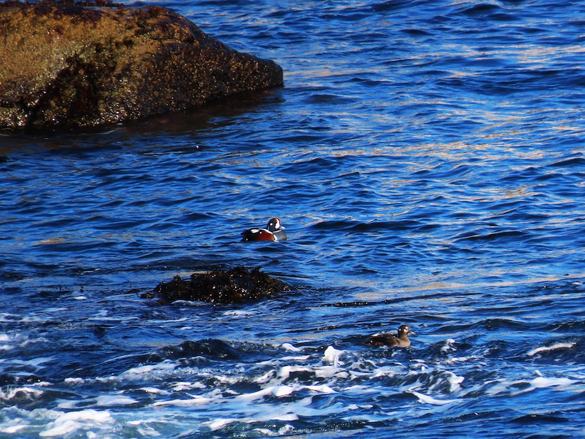 Harlequin Duck - ML646542279