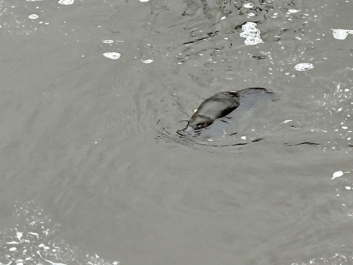 Platypus - ML646542285