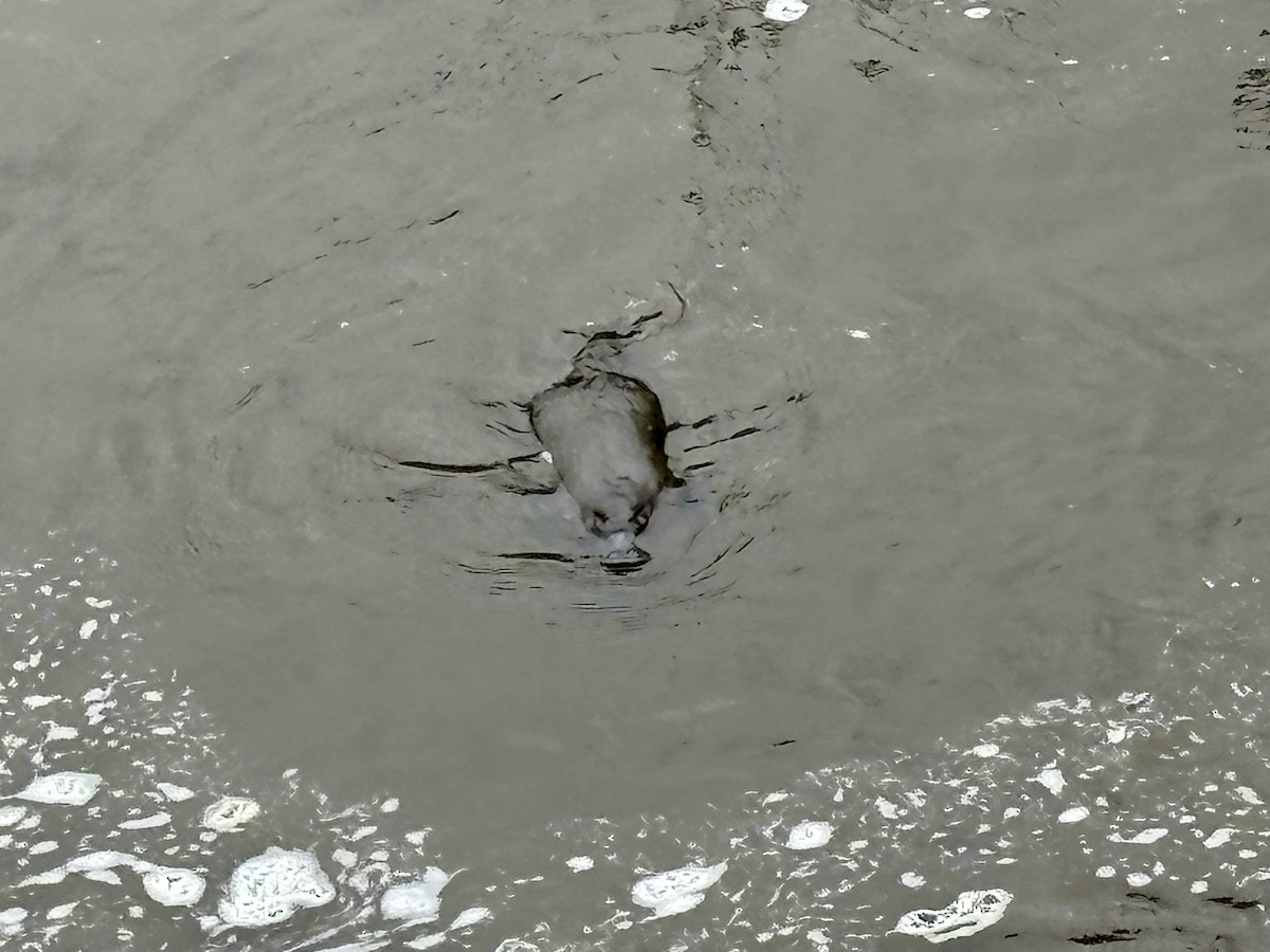 Platypus - ML646542286