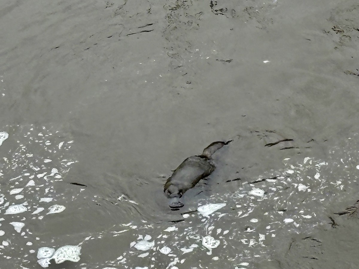 Platypus - ML646542287