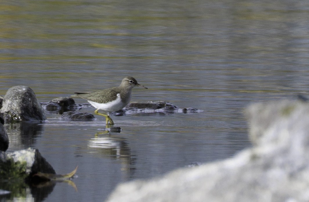 Spotted Sandpiper - ML646542290