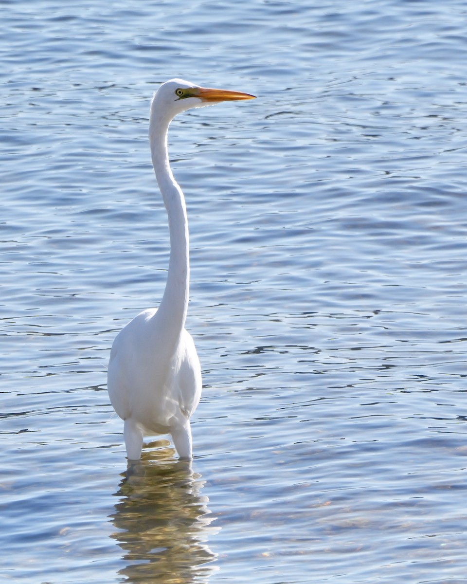 ダイサギ - ML646542291