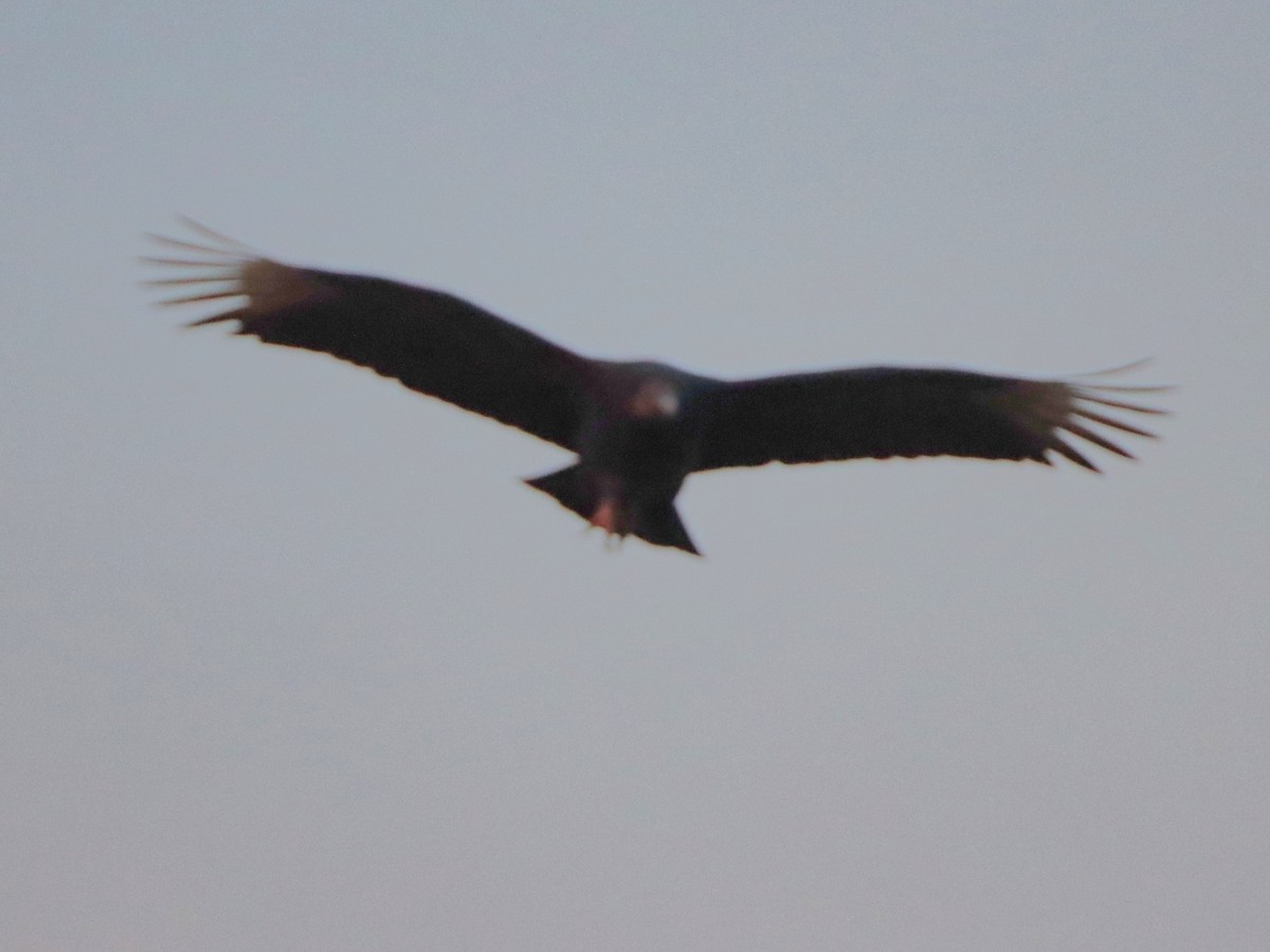 Black Vulture - ML646542292