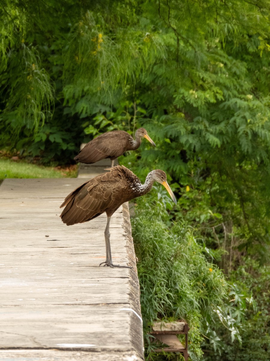 Limpkin - ML646542295
