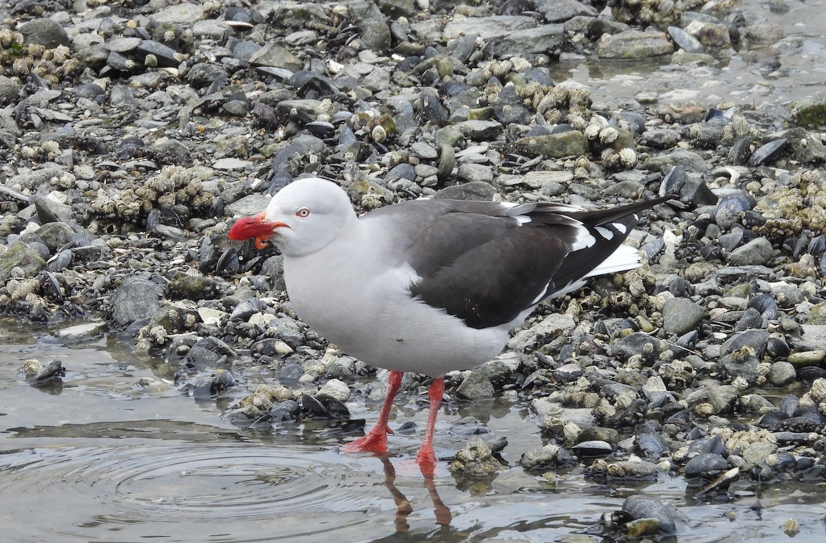 Dolphin Gull - ML646542301