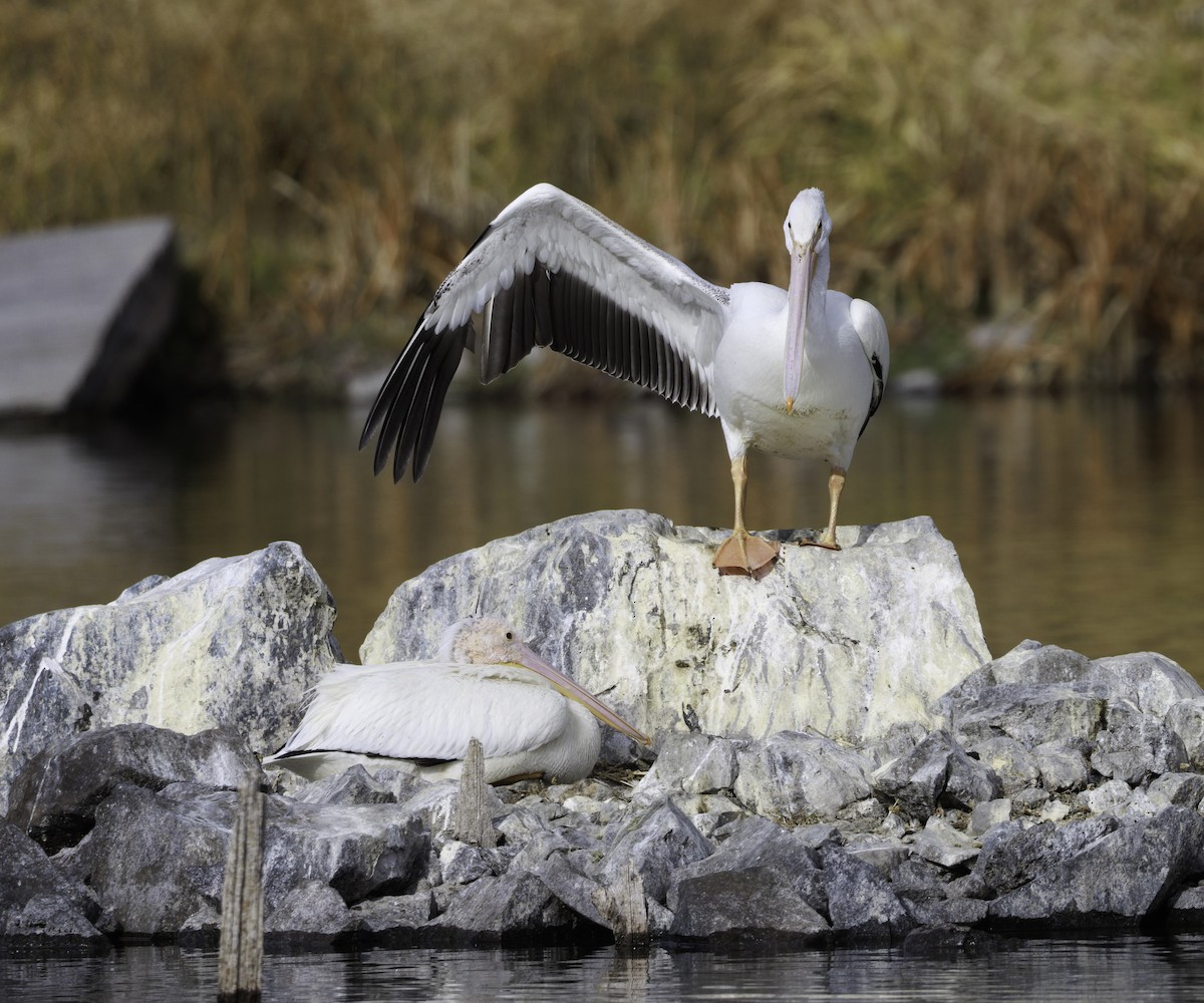 American White Pelican - ML646542302