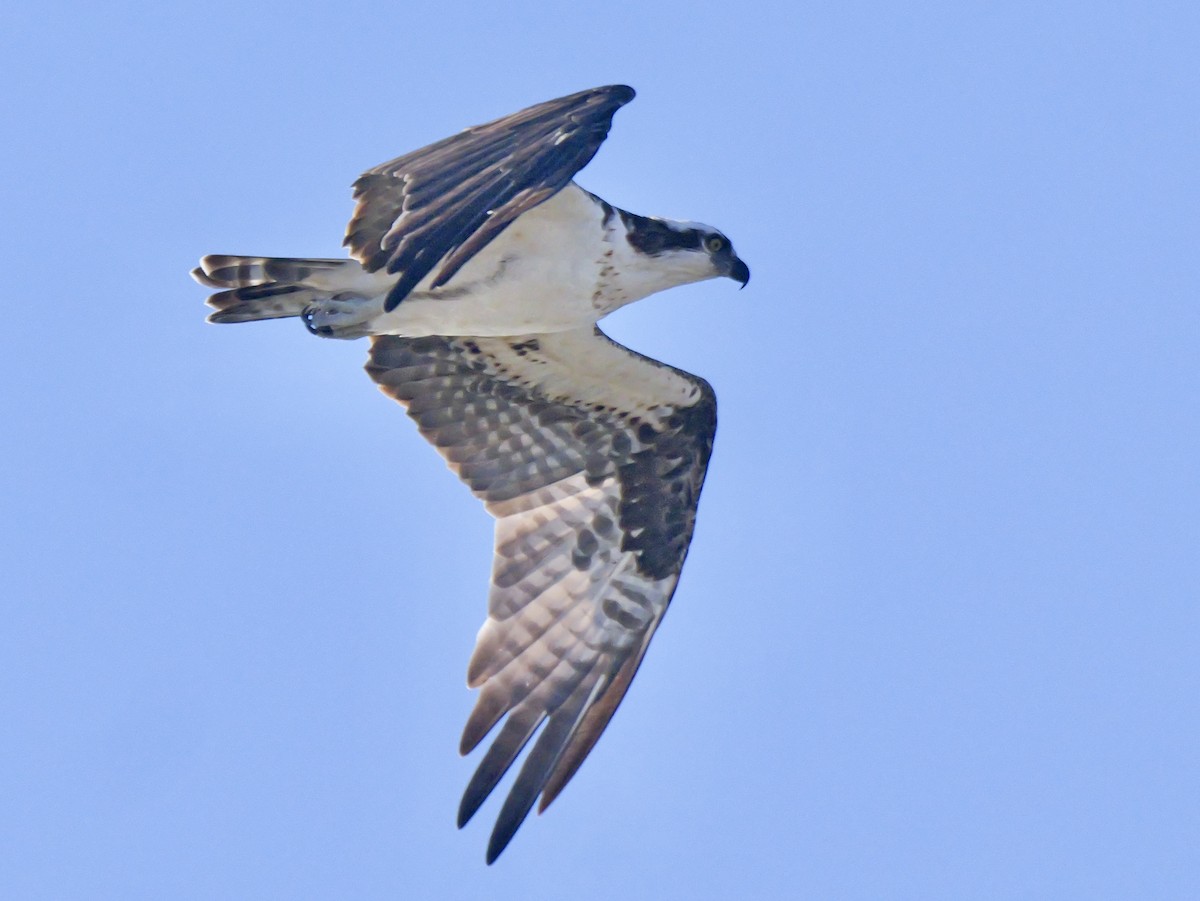 ミサゴ - ML646542305