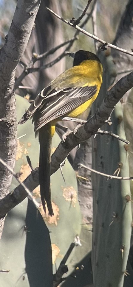 Audubon's Oriole (Audubon's) - ML646542306