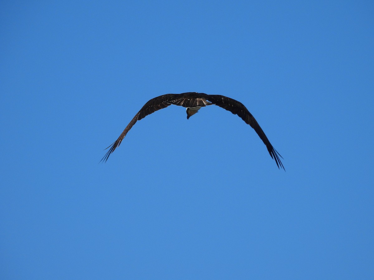 Osprey - ML646542308