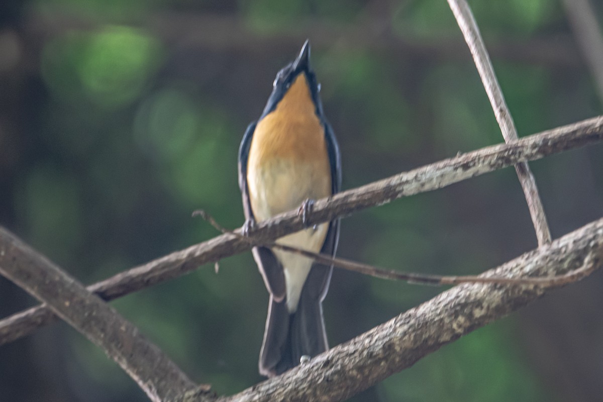 Tickell's Blue Flycatcher - ML646542309