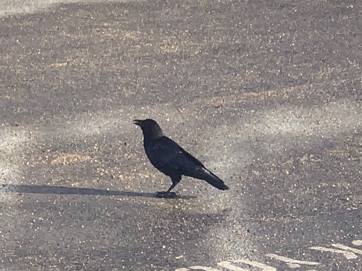 American Crow - ML646542310