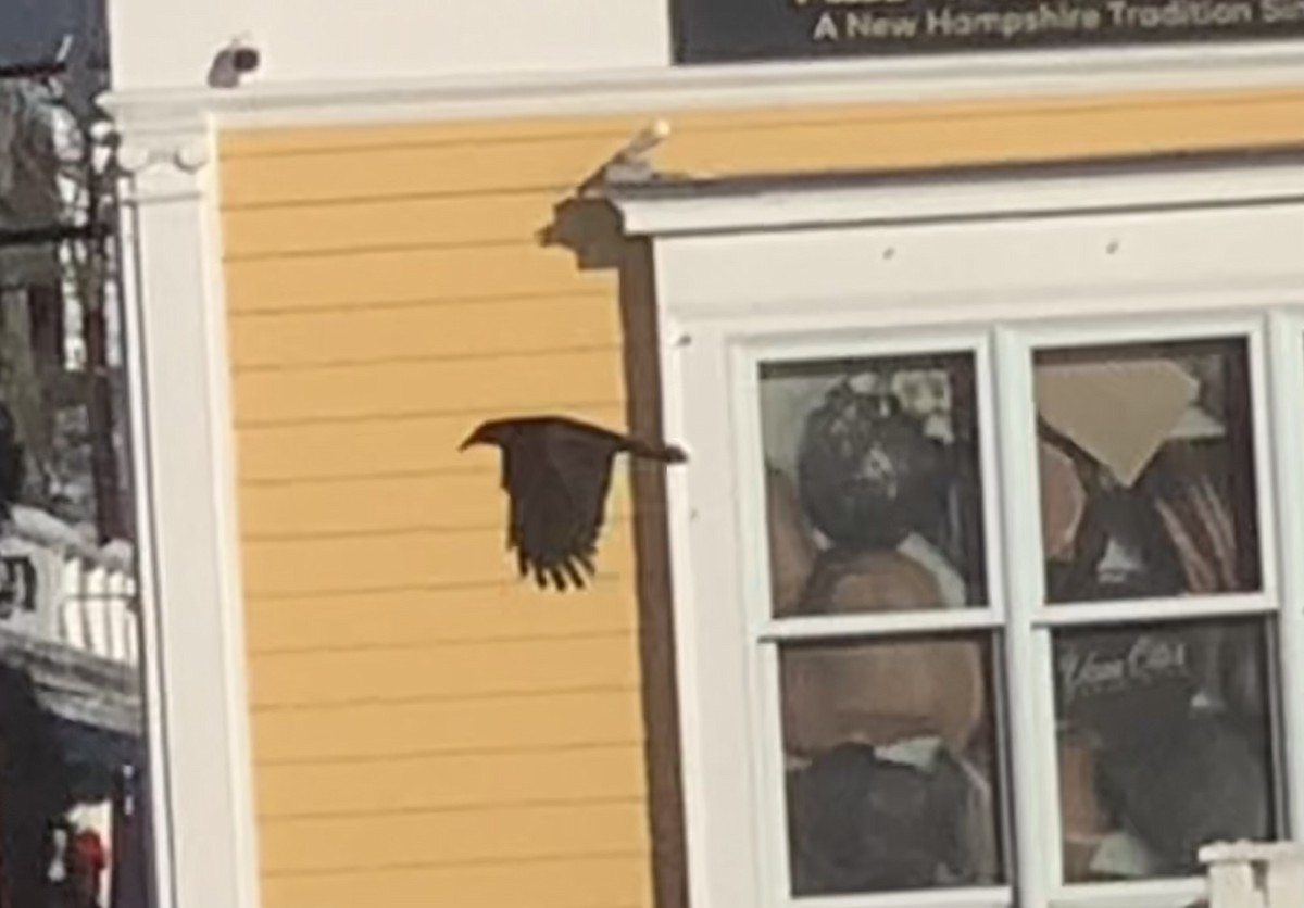 American Crow - ML646542311