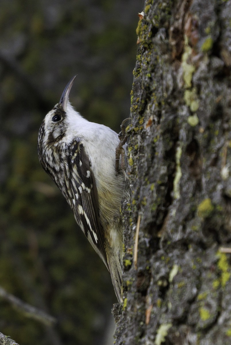 Brown Creeper - ML646542316