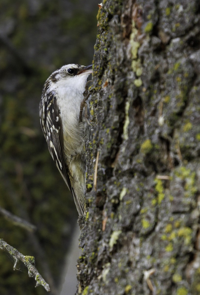 Brown Creeper - ML646542317