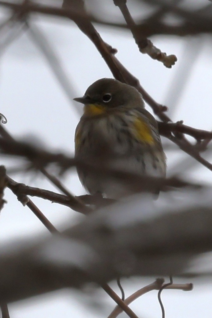 Yellow-rumped Warbler (Audubon's) - ML646542319