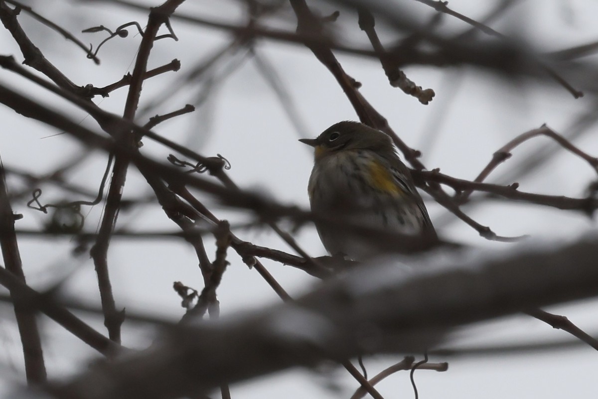Yellow-rumped Warbler (Audubon's) - ML646542320