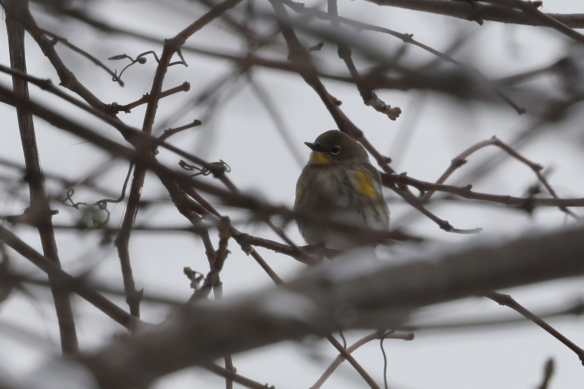 Yellow-rumped Warbler (Audubon's) - ML646542321