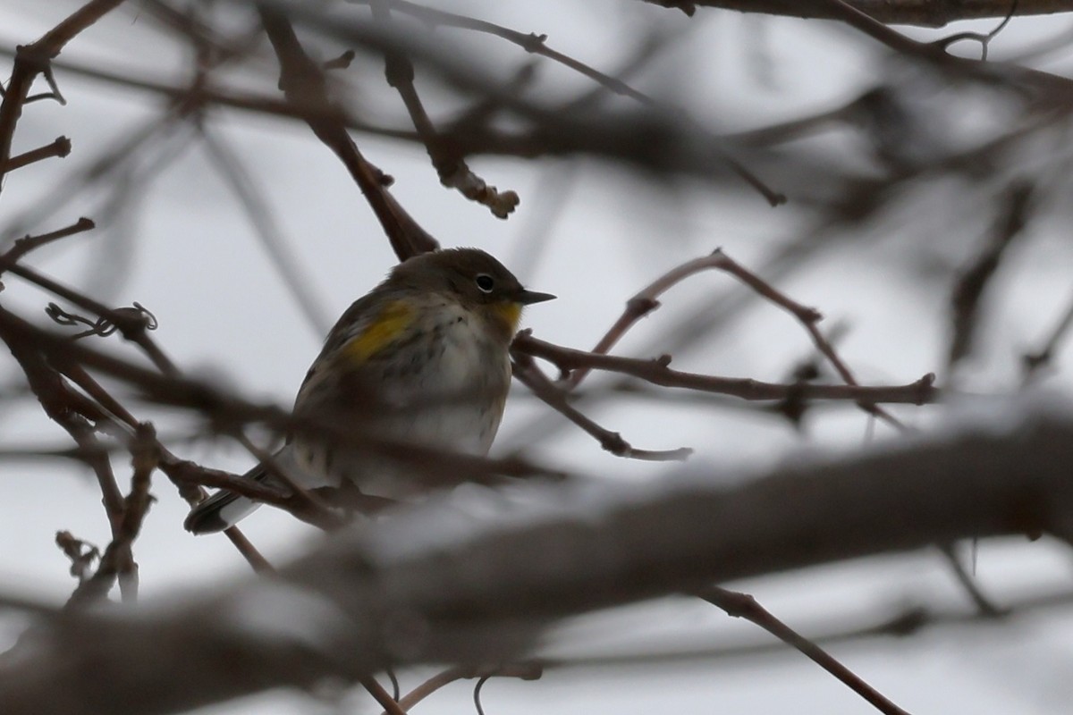 Yellow-rumped Warbler (Audubon's) - ML646542322