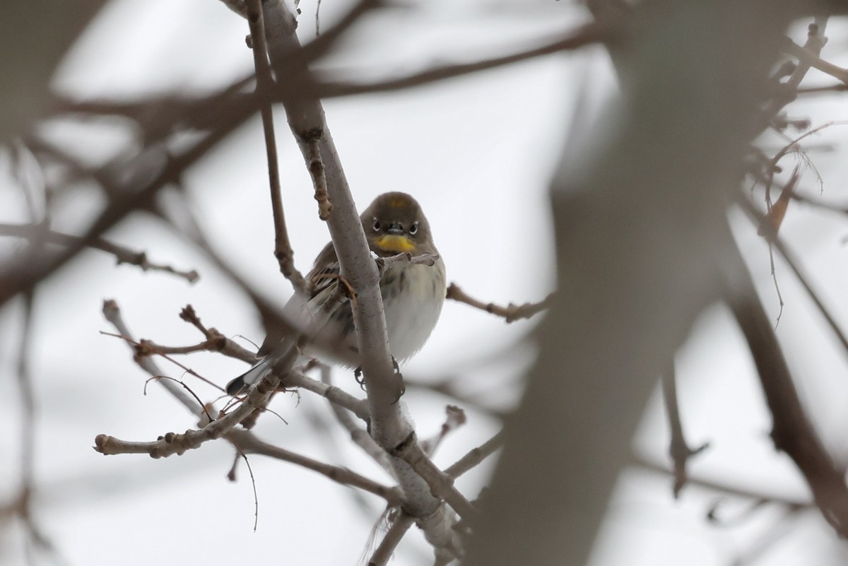Yellow-rumped Warbler (Audubon's) - ML646542323