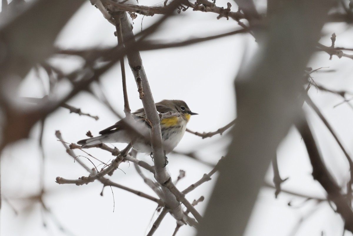 Yellow-rumped Warbler (Audubon's) - ML646542324