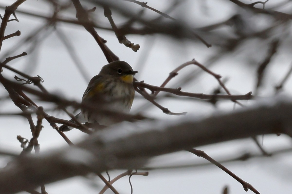 Yellow-rumped Warbler (Audubon's) - ML646542325