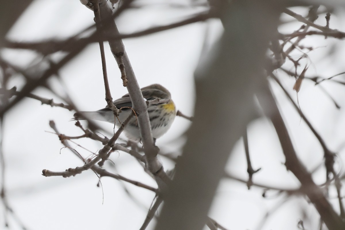 Yellow-rumped Warbler (Audubon's) - ML646542326