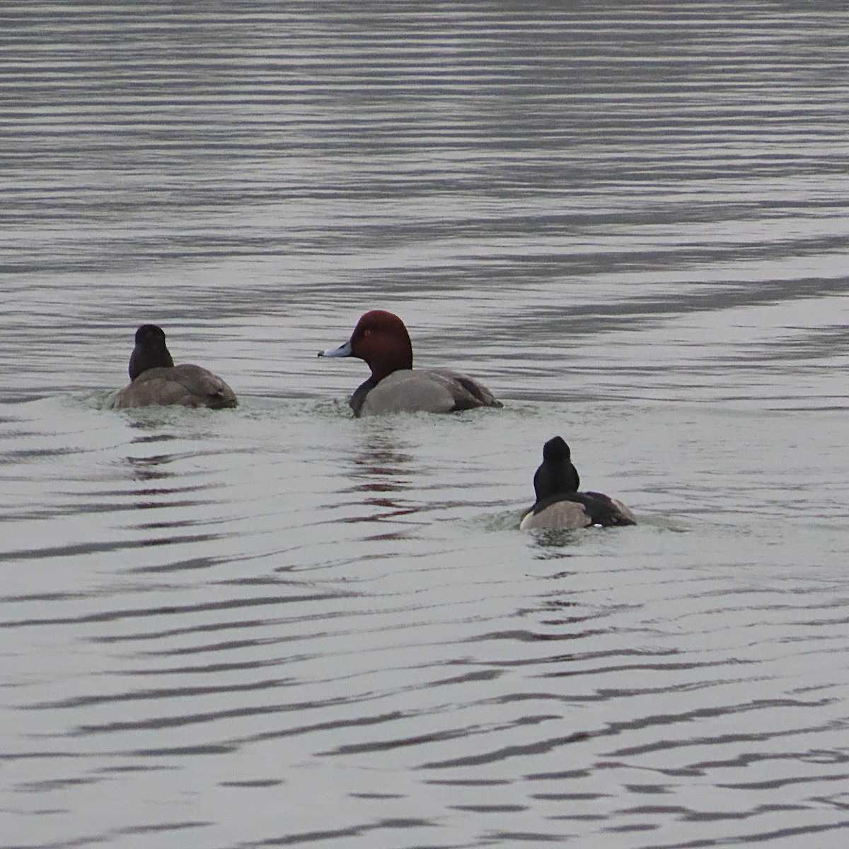 Redhead - ML646542329