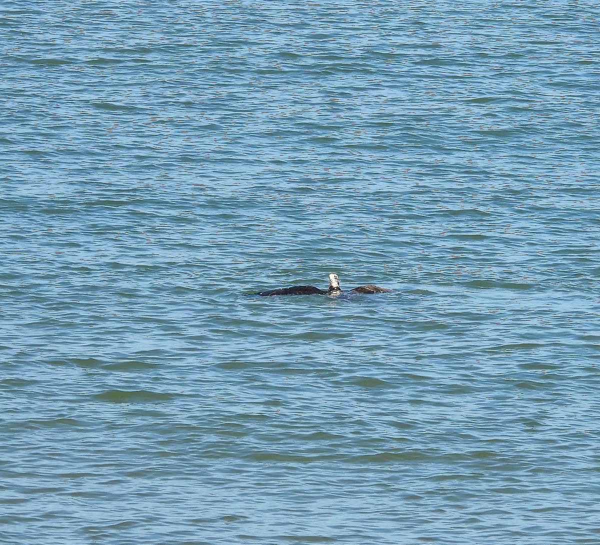 Osprey - ML646542331