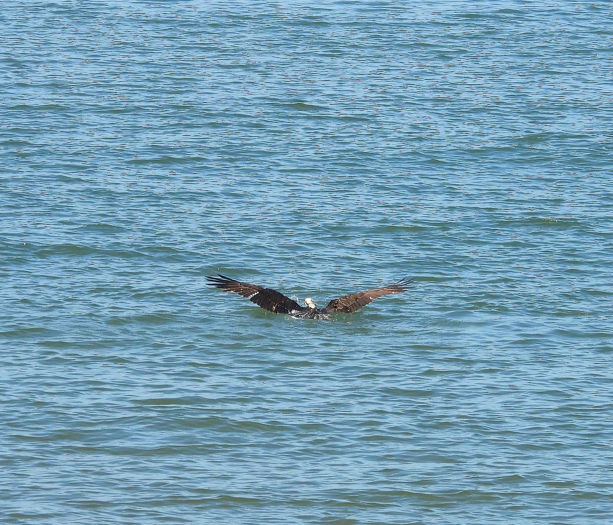 Osprey - ML646542332