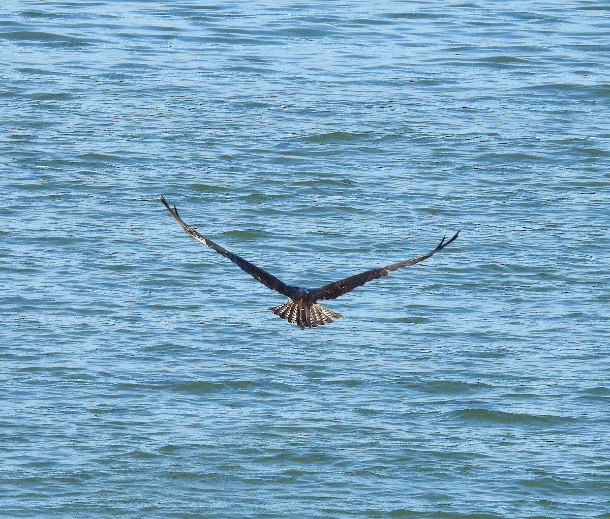 Osprey - ML646542333