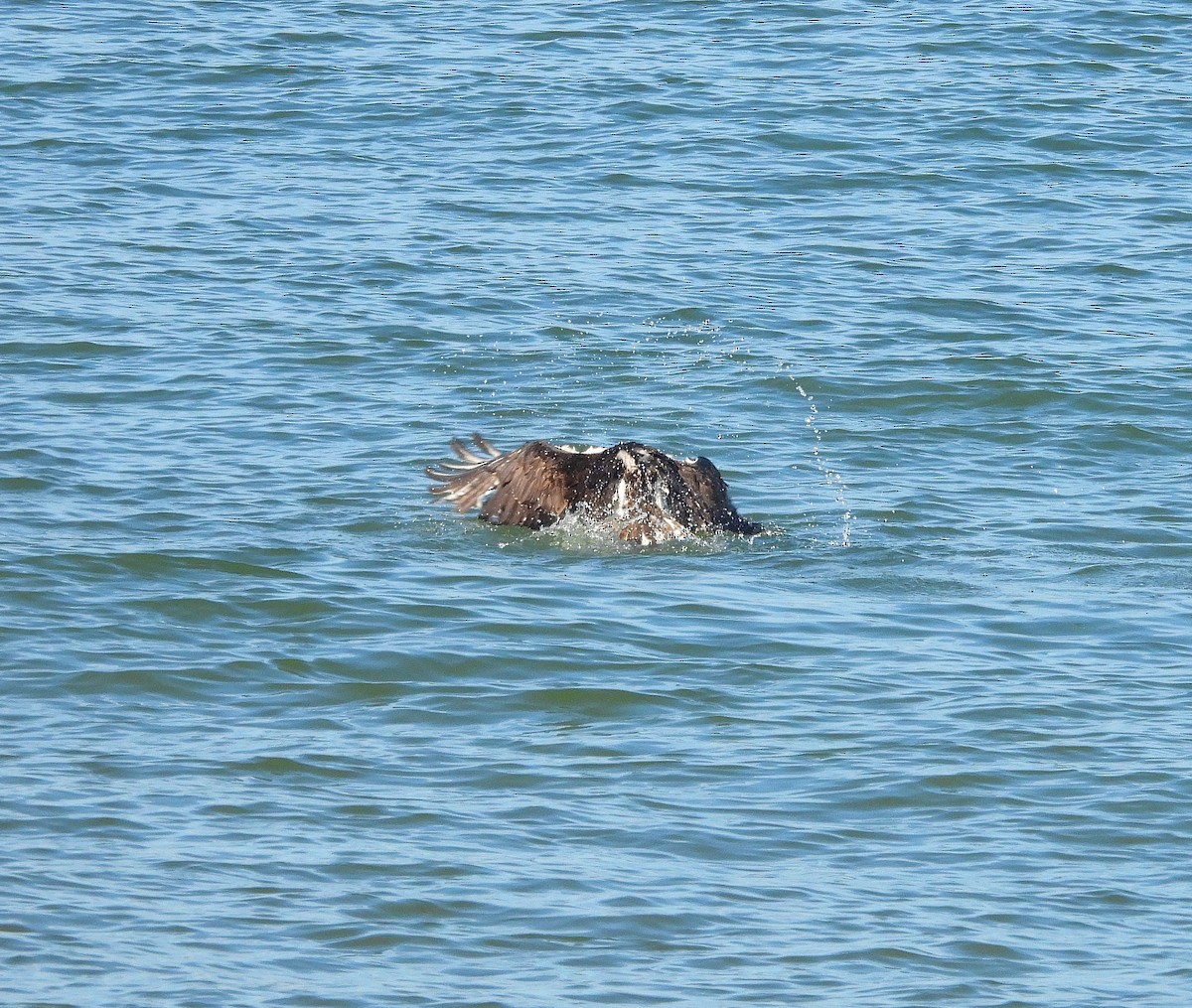 Osprey - ML646542334