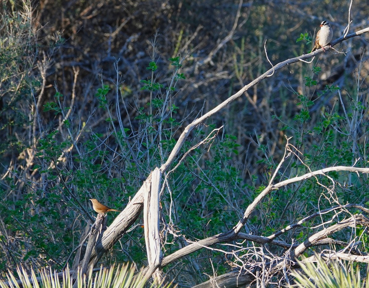 Northern House Wren - ML646542335