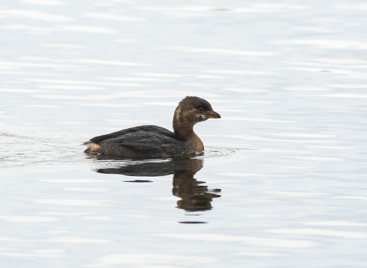 Pied-billed Grebe - ML646542336