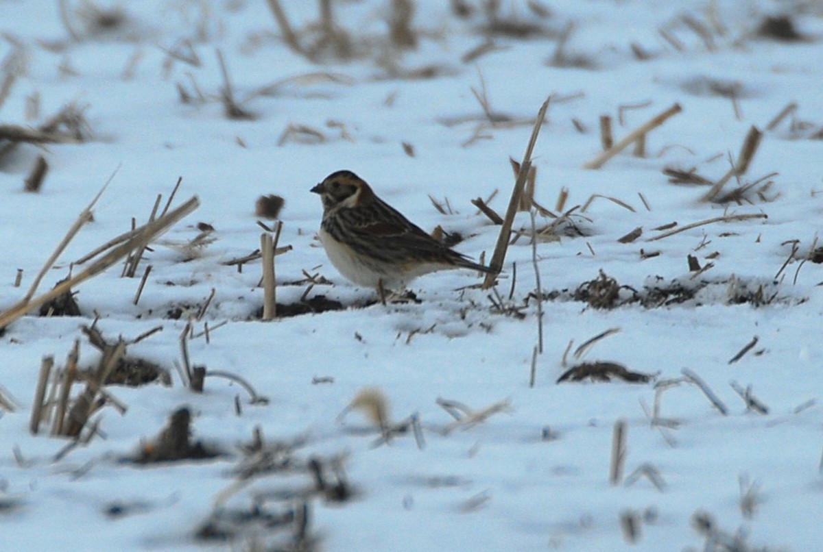 Lapland Longspur - ML646542337