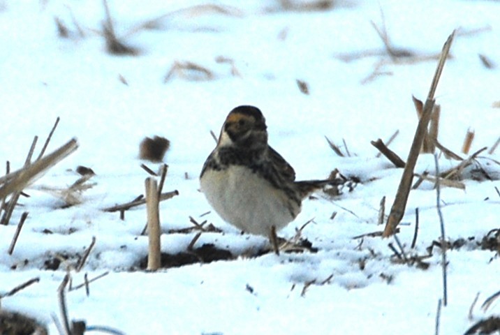 Lapland Longspur - ML646542338