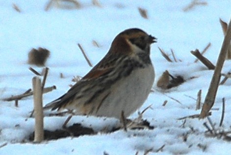 Lapland Longspur - ML646542339