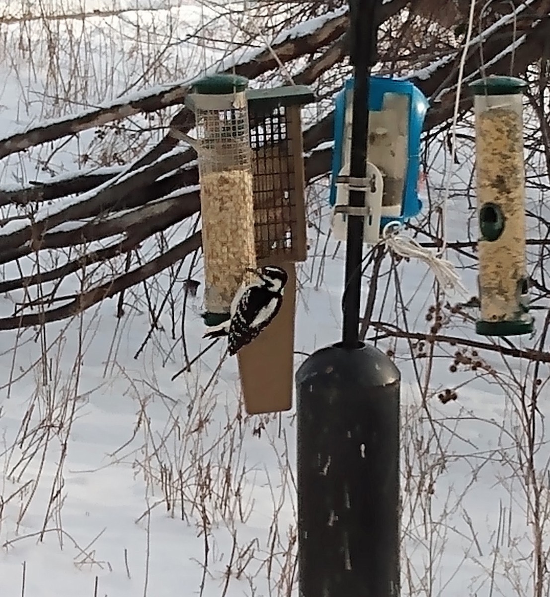 Hairy Woodpecker - ML646542343