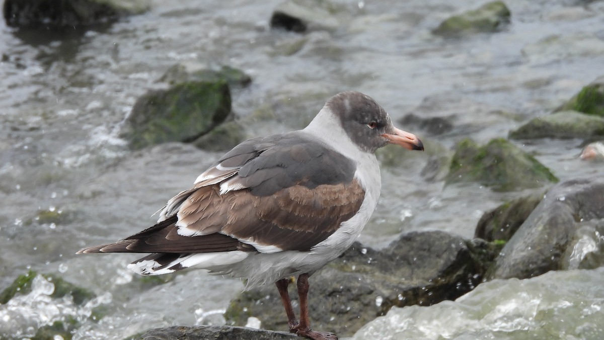 Dolphin Gull - ML646542344