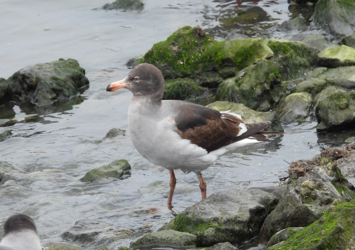 Dolphin Gull - ML646542345