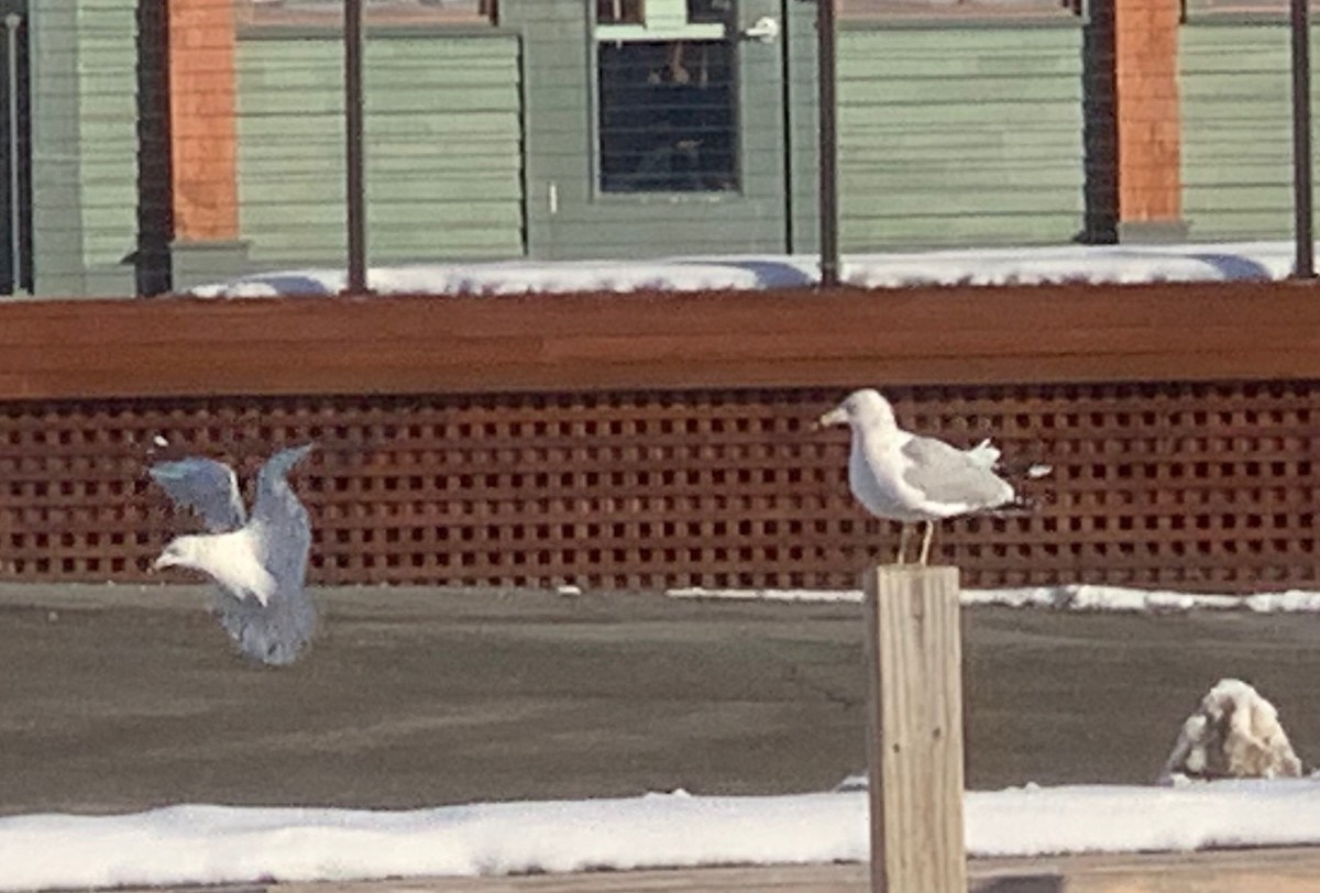 Ring-billed Gull - ML646542346