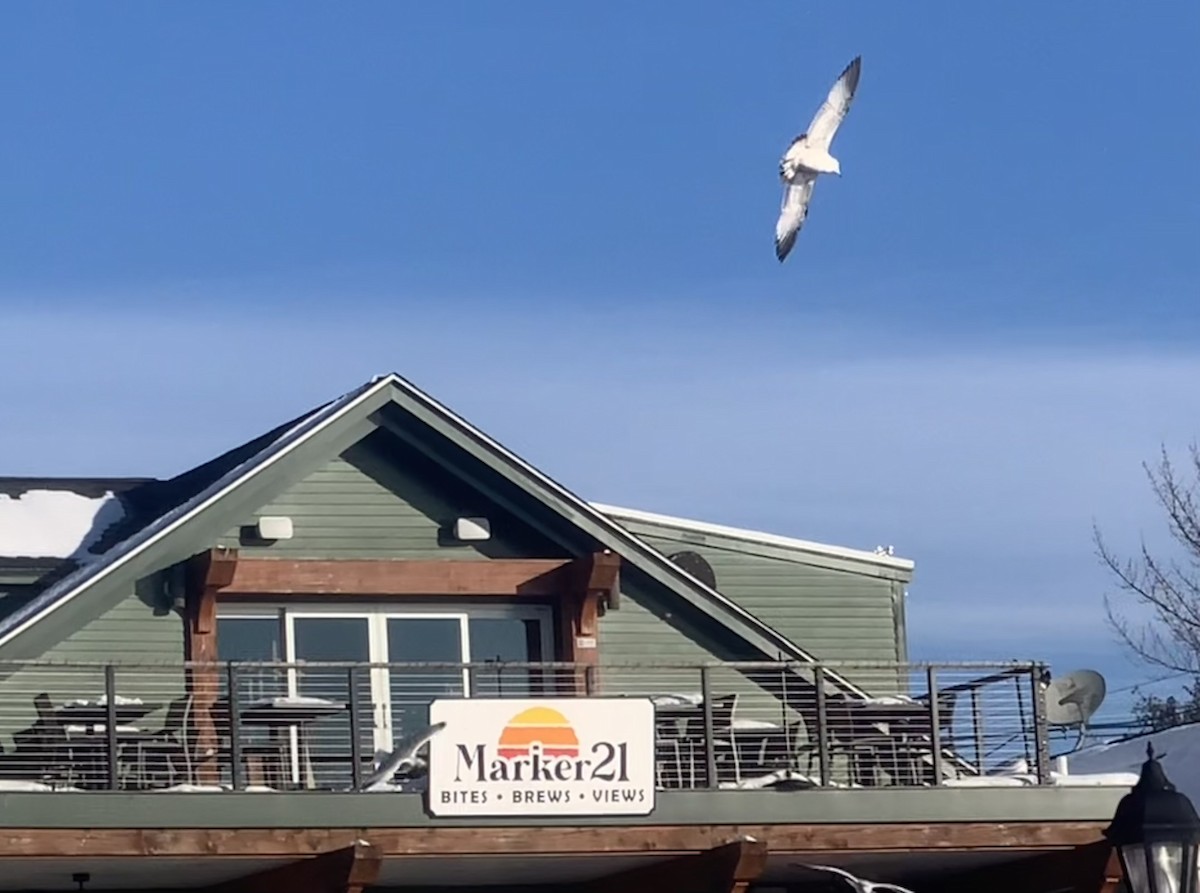 Ring-billed Gull - ML646542347