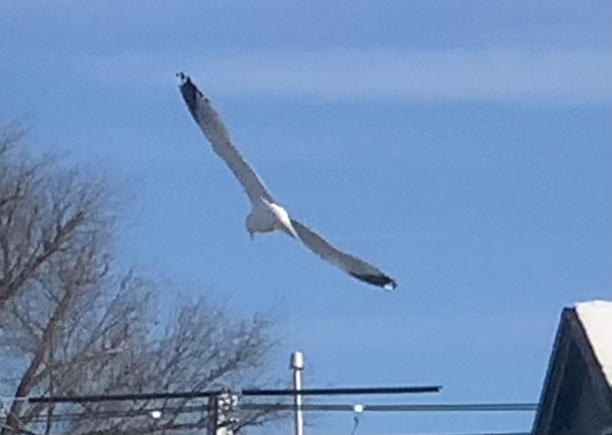 Ring-billed Gull - ML646542348