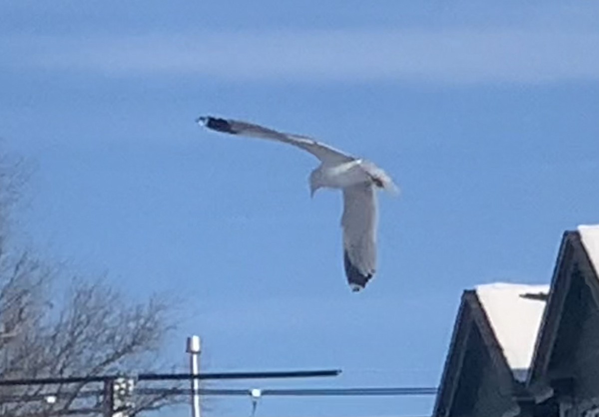 Ring-billed Gull - ML646542349