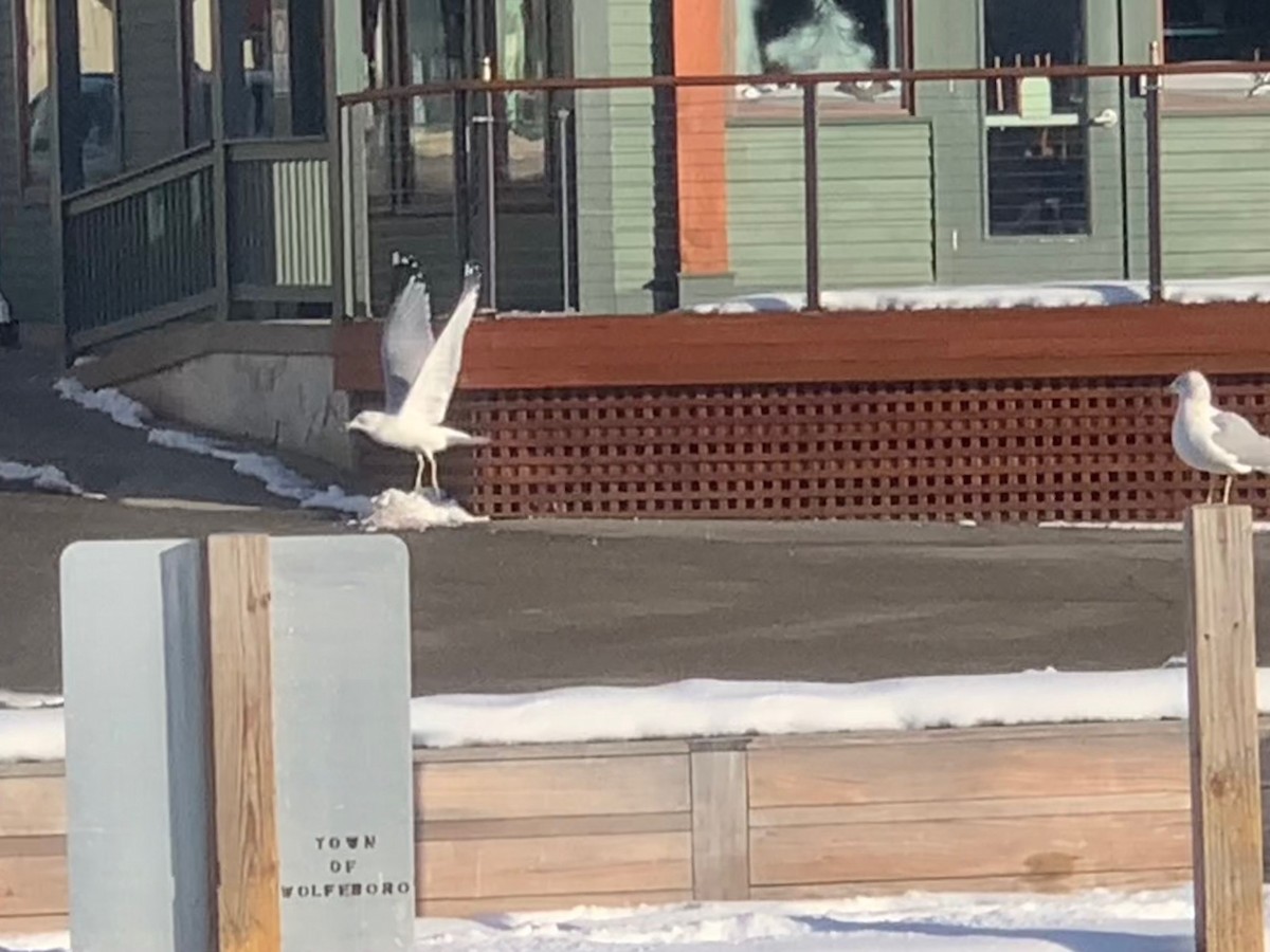 Ring-billed Gull - ML646542350